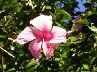 pinkhy.webp