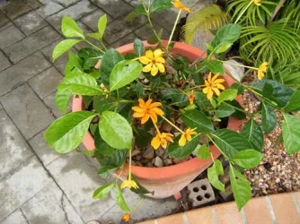 RIMG0004.webp