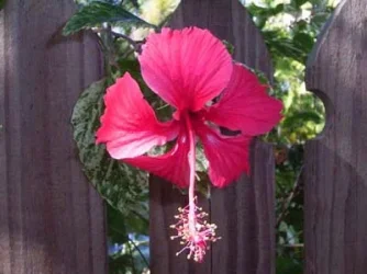 redhy2.webp