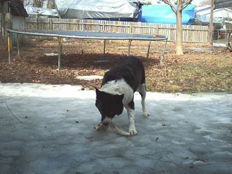 Bodie.webp