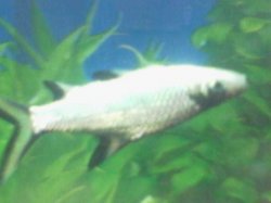fish.jpg