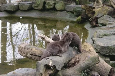 otters.webp