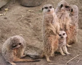 meekats.webp