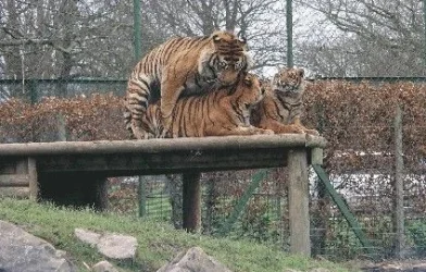 tigerscuddling.webp