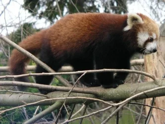 Red_Panda.webp