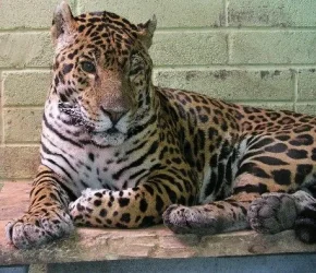 Jaguar.webp