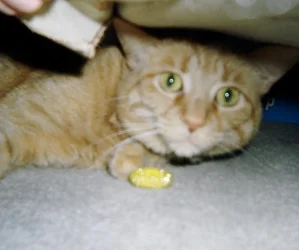 Muddy_under_the_couch.webp