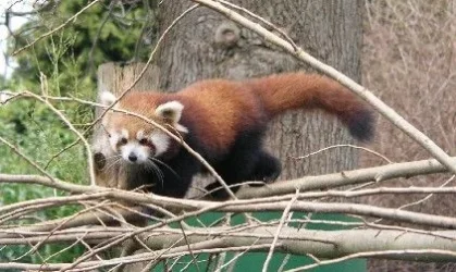 Red_Panda2.webp
