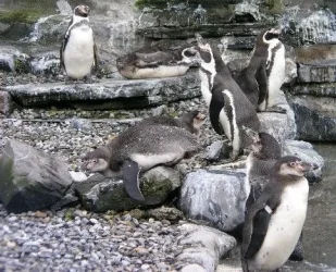 penjuins.webp