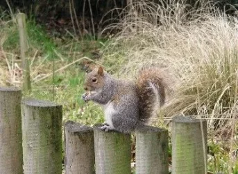 Squirrel.webp