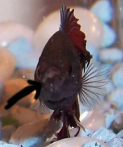 helpfish01.webp