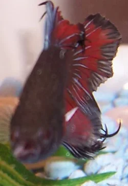helpfish02.webp