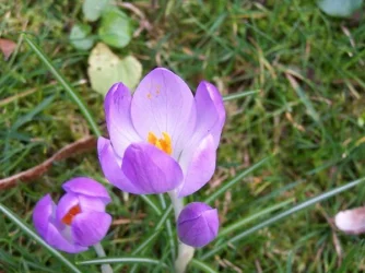 crocus_smaller.webp
