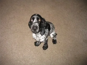 chester.webp