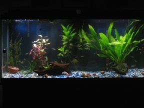 55_gallon_front__1_1_1_1_1_1_1.JPG