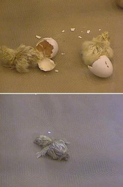 hatching_chicks.JPG