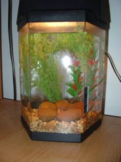 bettatank_001.webp