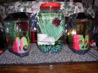 bettas.webp