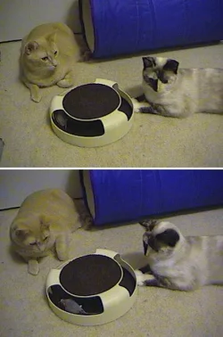 playing_together.webp