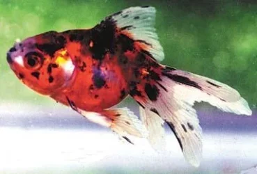 calico.webp
