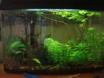 anubias_blooming_1_012.jpg