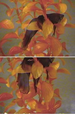 fin_rot_after.webp
