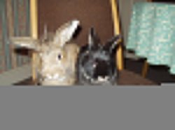 polly__bugs123.01.05_007.jpg