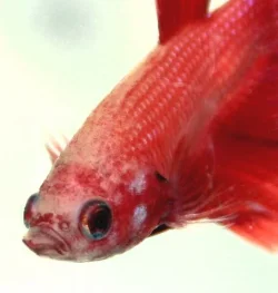 babyred.webp