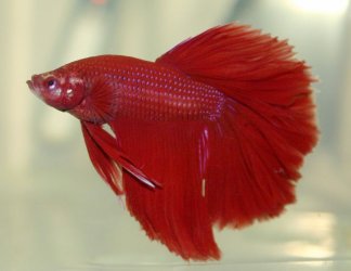 red.jpg
