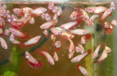 red_babies.webp