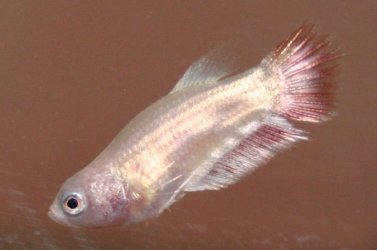 fancygoldpink.jpg