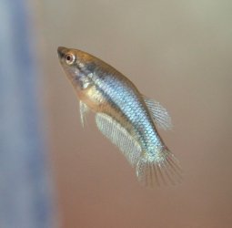 blue2.jpg