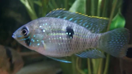 lee_fish_3.webp