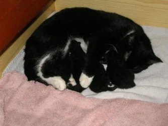babies.webp