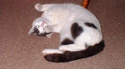 Fritz.webp