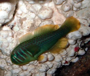 goby.webp