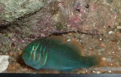 goby2.webp
