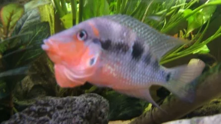 Firemouth_with_crest_out.webp