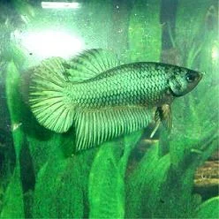 green_female.webp