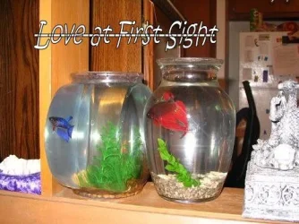 Betta_Love.webp