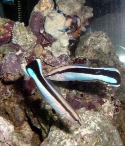 wrasses.webp