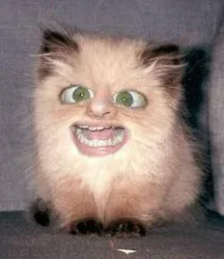 cat1.webp