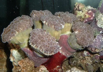 hammer_coral.webp