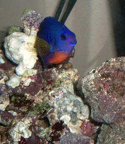 coral_beauty.webp