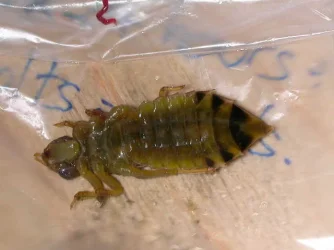 bug__1_.webp