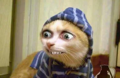 cat2.webp