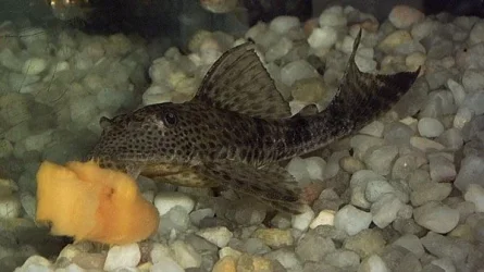 plec2.webp