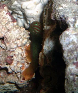goby.webp
