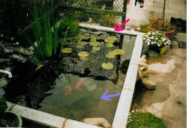 fishpond17jf.webp