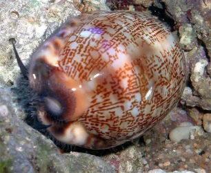 cowry.webp